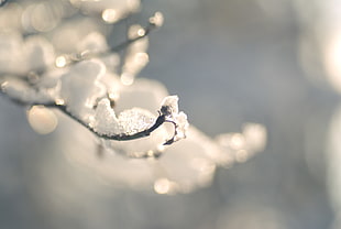 Branches,  Snow,  Winter,  Ice  HD wallpaper